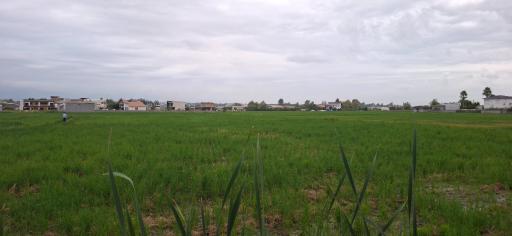 عکس کوکده