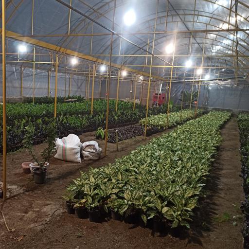 عکس گلستان بهارنارنج