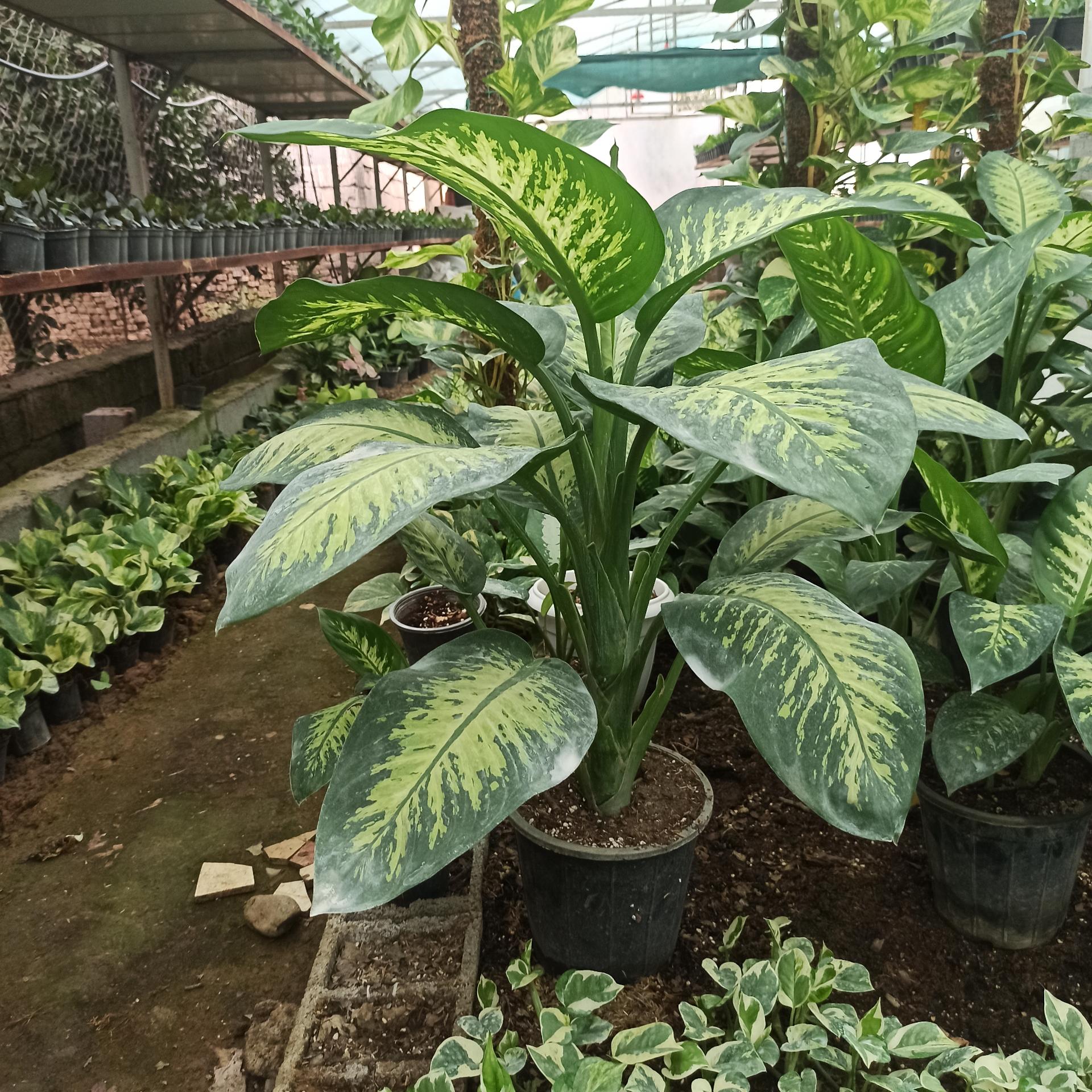 عکس گلستان بهارنارنج