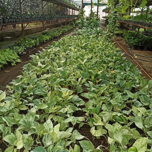 عکس گلستان بهارنارنج