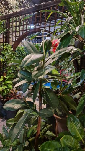 عکس گلخانه کاکتوس ولی