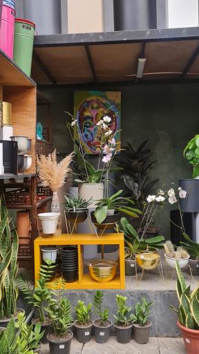 عکس گلخانه کاکتوس ولی