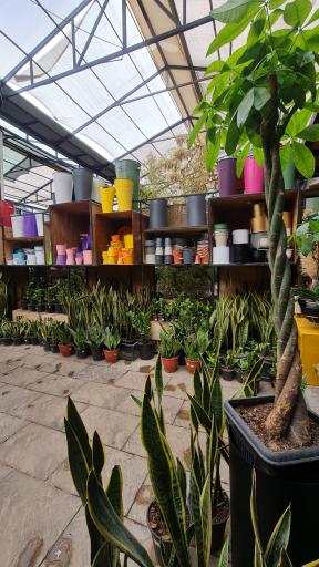 عکس گلخانه کاکتوس ولی