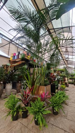 عکس گلخانه کاکتوس ولی