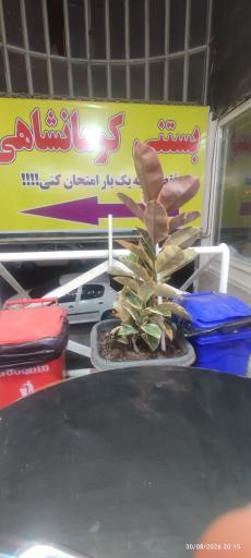 عکس بستنی