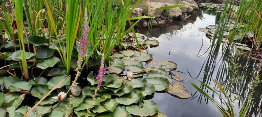 عکس پارک لارسی