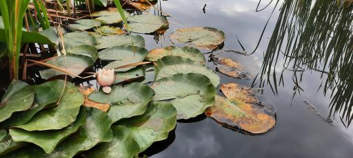 عکس پارک لارسی