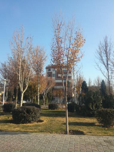 عکس فضای سبز نگارستان