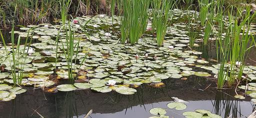 عکس پارک لارسی