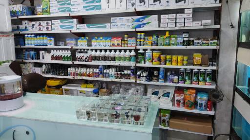 عکس آکواریوم تترا