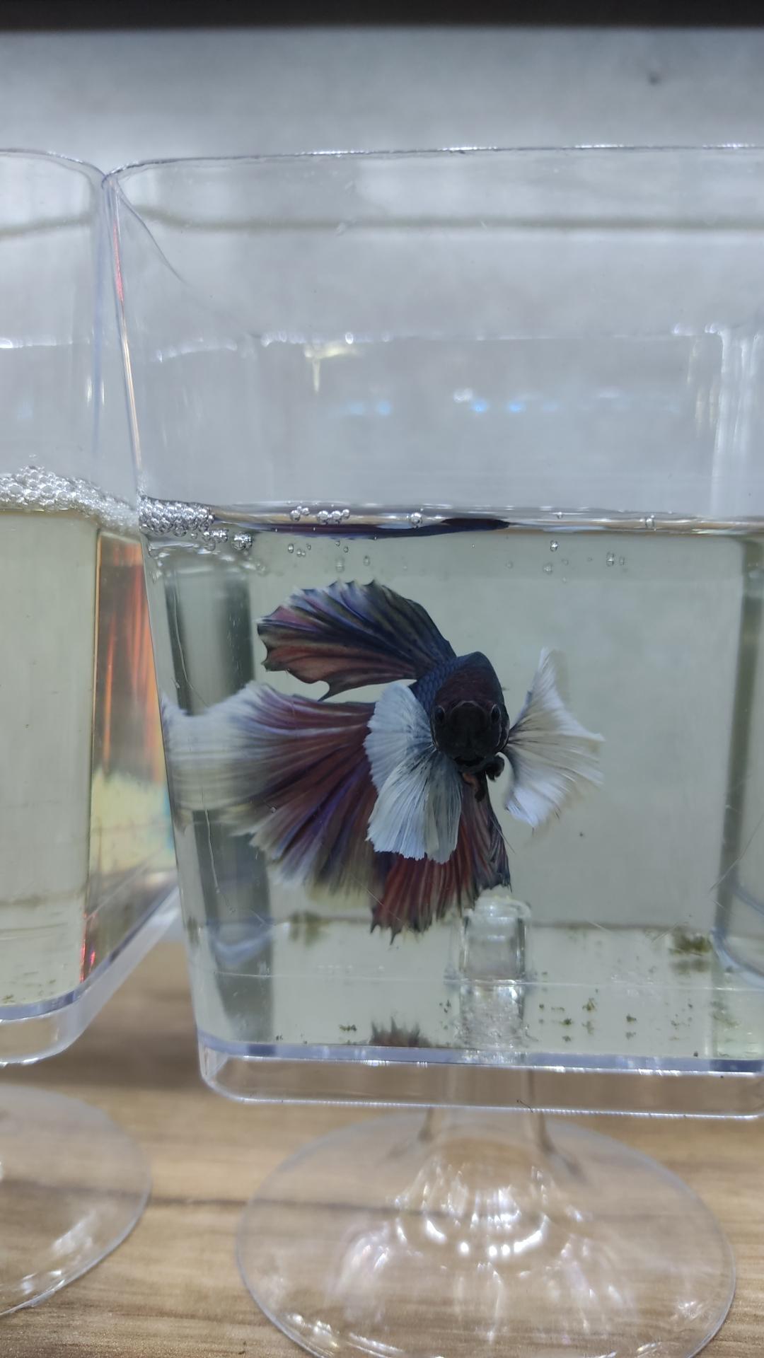 عکس آکواریوم تترا