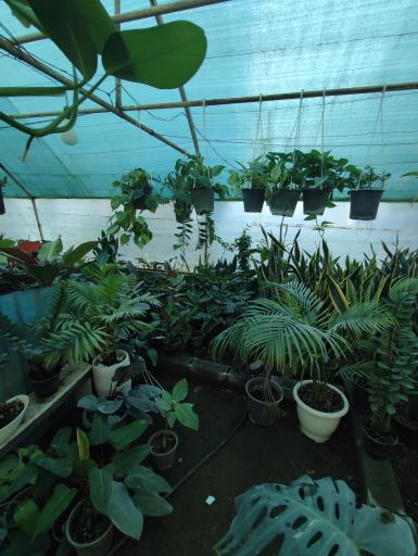 عکس گلخانه خاتون