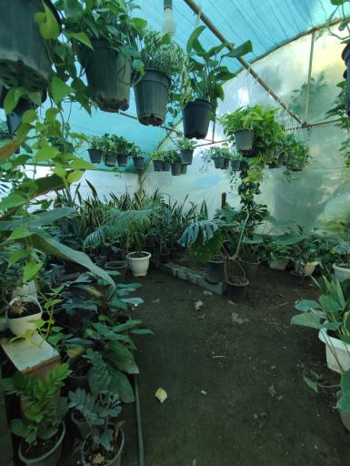 عکس گلخانه خاتون