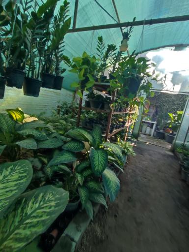 عکس گلخانه خاتون