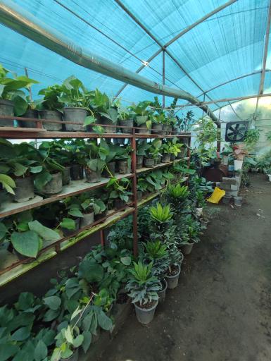 عکس گلخانه خاتون