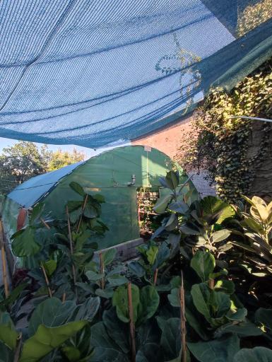 عکس گلخانه خاتون