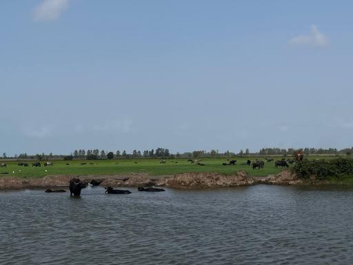 عکس چراگاه عمومی روستای جیرسر باقرخاله