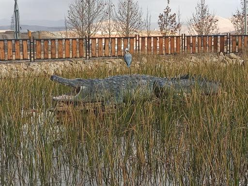 عکس برکه حیوانات پارک دراک