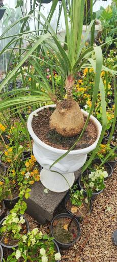 عکس گلخانه ونوس 