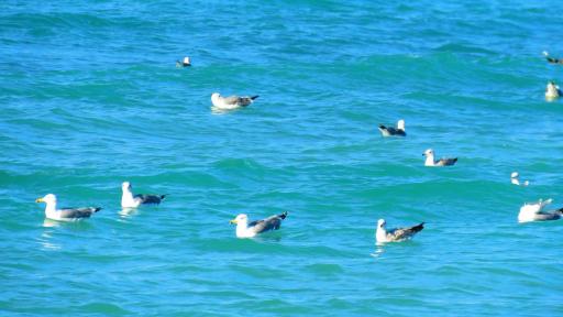 عکس بوستان مرجان