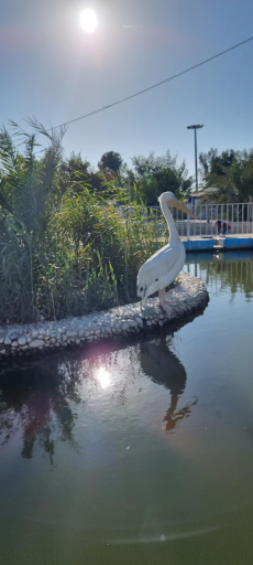 عکس باغ رویای مادر