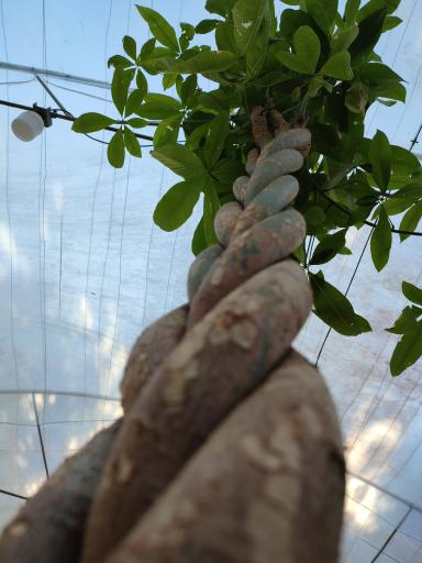 عکس باغ رویای مادر