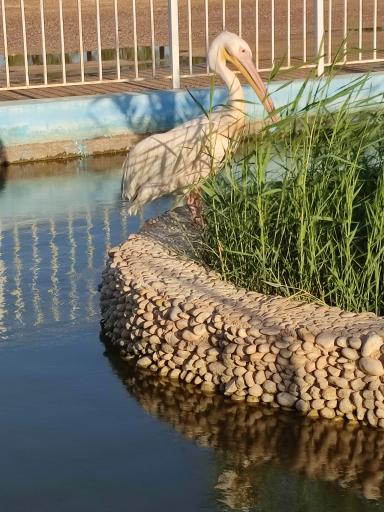 عکس باغ رویای مادر