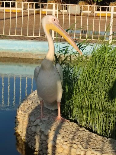 عکس باغ رویای مادر