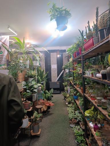 عکس گل در خانه