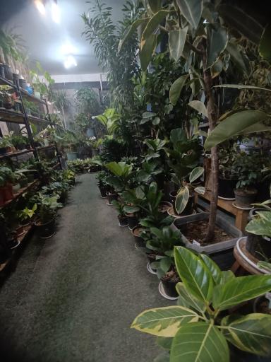 عکس گل در خانه