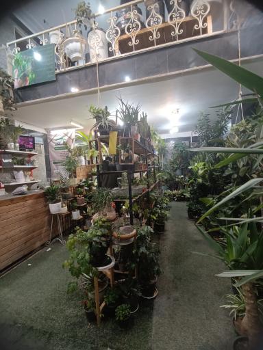 عکس گل در خانه