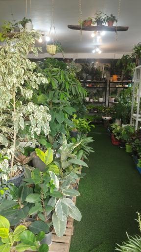 عکس گل در خانه