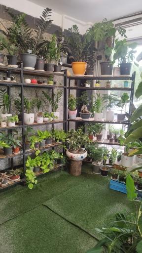 عکس گل در خانه