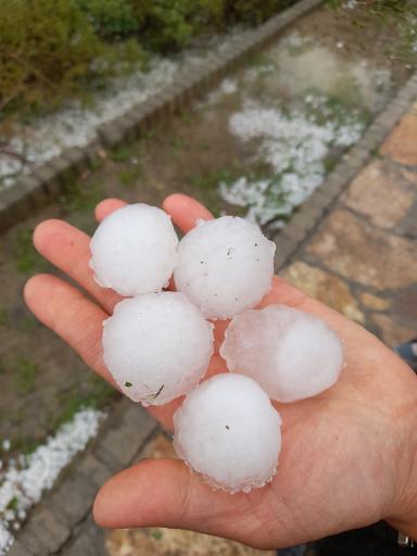 عکس بوستان شاهین