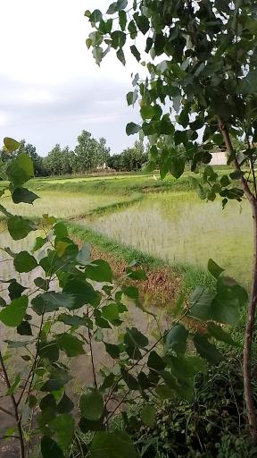 رودبرده
