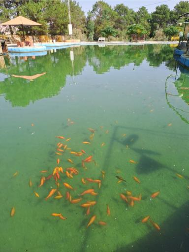 عکس کافه جنگلی