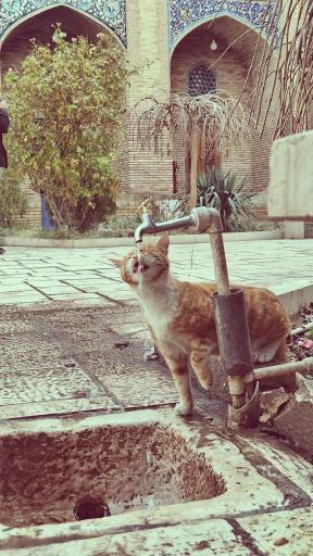 عکس میدان گنجعلیخان