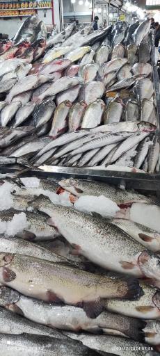 عکس تعاونی شیلات