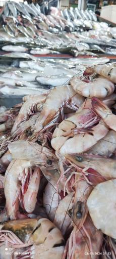 عکس تعاونی شیلات