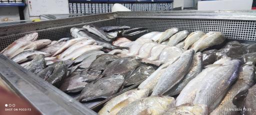 عکس تعاونی شیلات