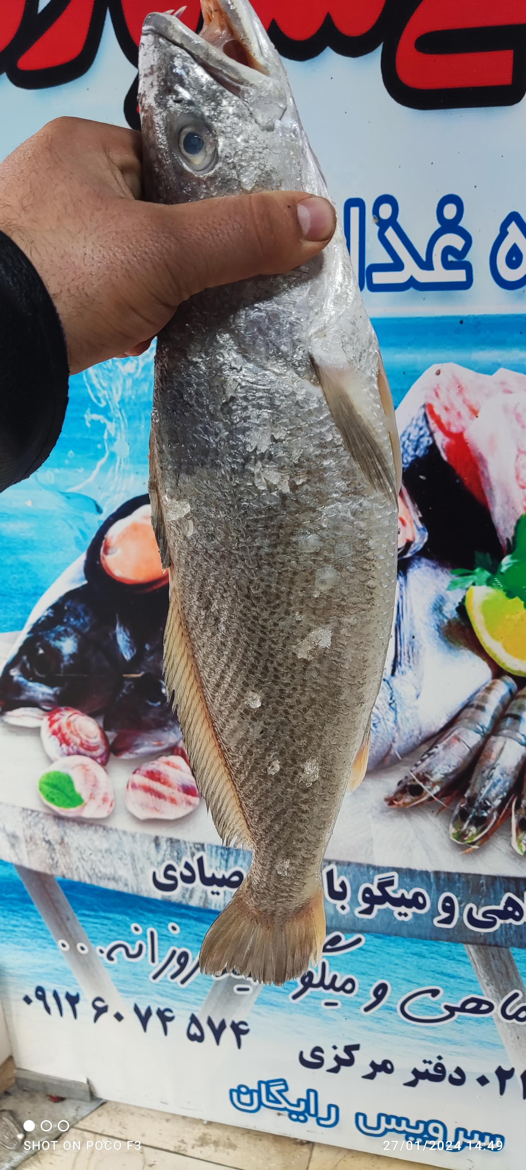 عکس تعاونی شیلات