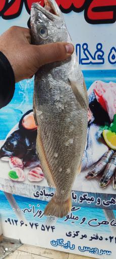 عکس تعاونی شیلات