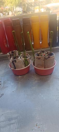 عکس بستنی تایلندی قلعه