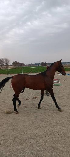 عکس مزرعه پرورش اسب مهراسپ