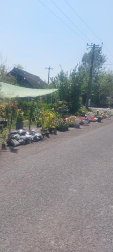 عکس گل فروشی لطیفی 