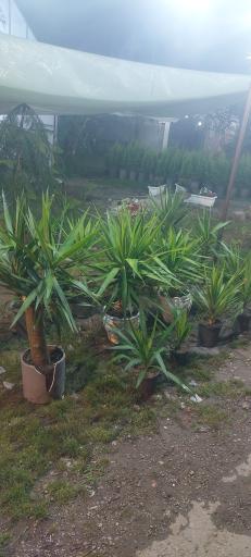 عکس گل فروشی لطیفی 