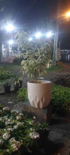 عکس گل فروشی لطیفی 