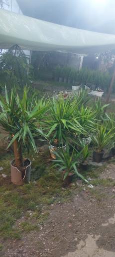 عکس گل فروشی لطیفی 