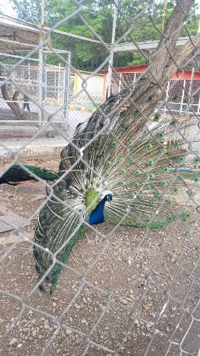 عکس باغ وحش باغلار باغی