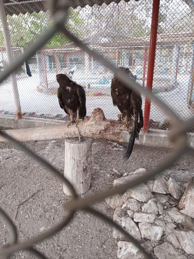 عکس باغ وحش باغلار باغی